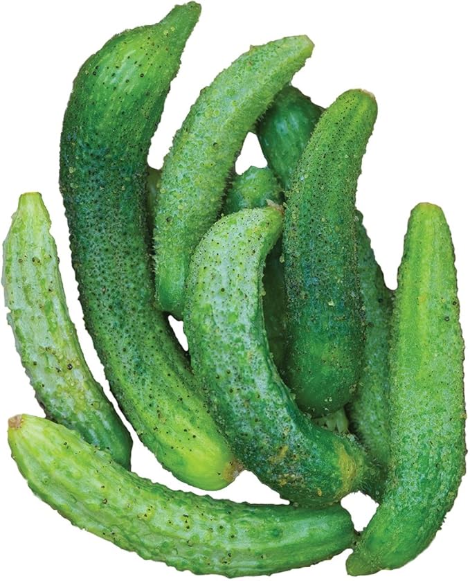 Burpee Parisian Cucumber Seeds 30 seeds