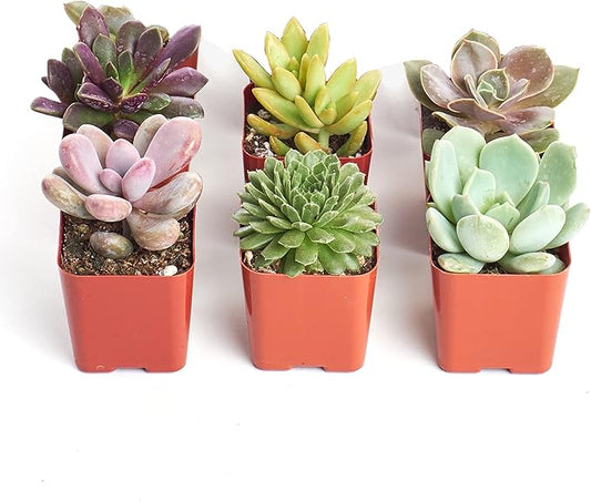 Shop Succulents Unique Succulent Plant Pack Collection - Live Mini Succulent Plants, Low Maintenance, Exceptional Colors & Textures - Wedding and Party Favors, Gift & Garden, Pack of 6