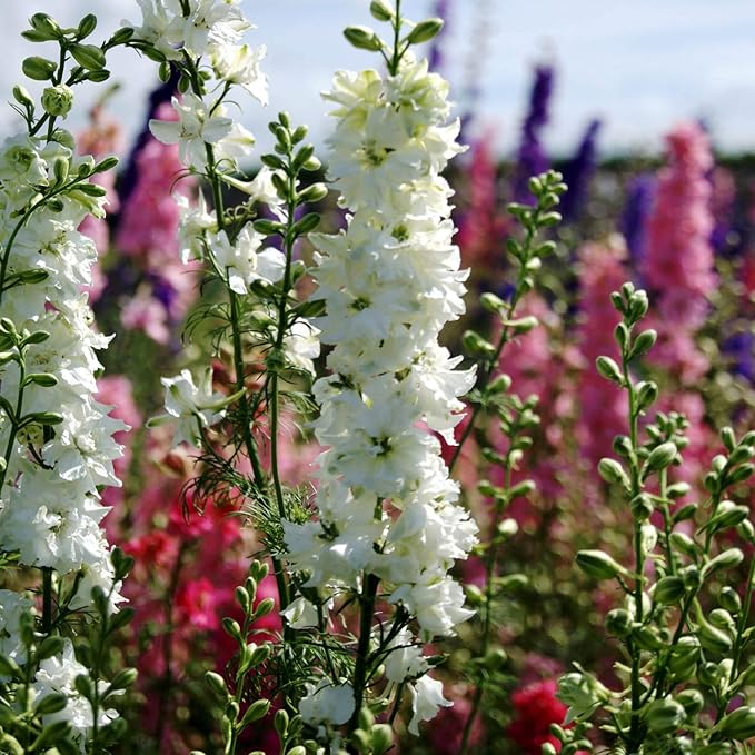 Outsidepride 1000 Seeds Delphinium White Larkspur Flower Seeds for Planting