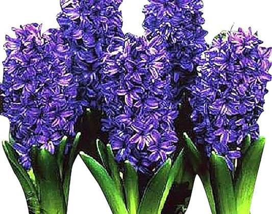 10 Royal Purple Hyacinth Bulbs - Peter Stuyvesant, 16-17 cm, Zones 4-10 (Pre-Chilling Required for Zones 8-10), Stunning Spring Blooms
