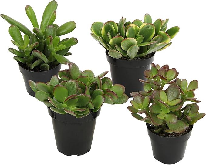 Altman Plants Live Jade Plant Collection (4PK), Classic Jade Plants in 2.5" Pots, Mini Succulents, Sunset Jade, Live Succulents, Crassula Ovata, Variegated Live Plants & House Plants in Succulent Soil