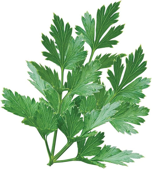 Burpee 52852A Single Italian Parsley Seeds