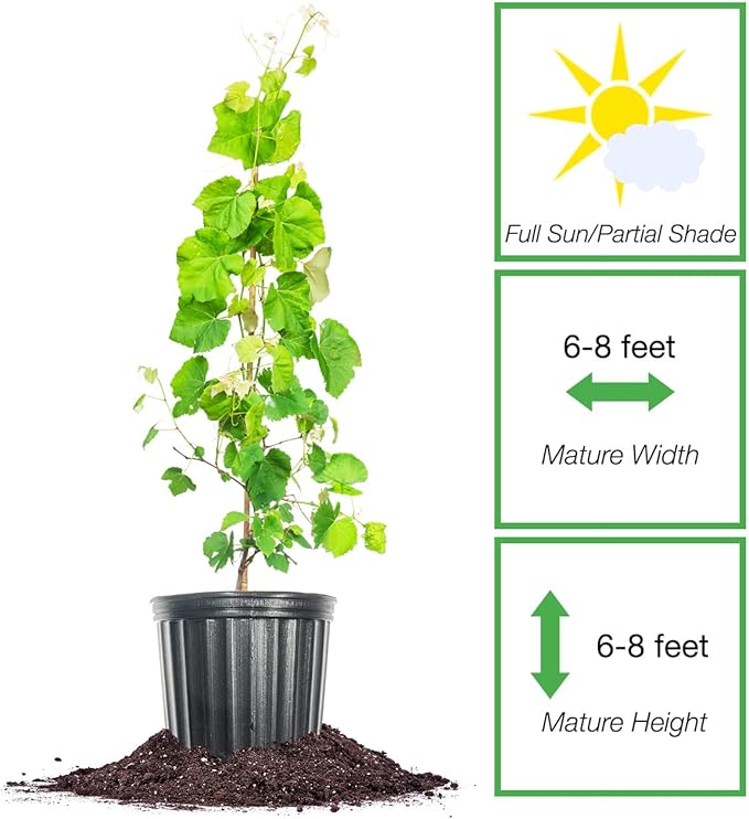 PERFECT PLANTS Mars Grape Vine in 3 Gallon Grower's Pot | Delicious Seedless Fruits for Home Trellis | Can Be Used for Jellies, Eaten Fresh, and More