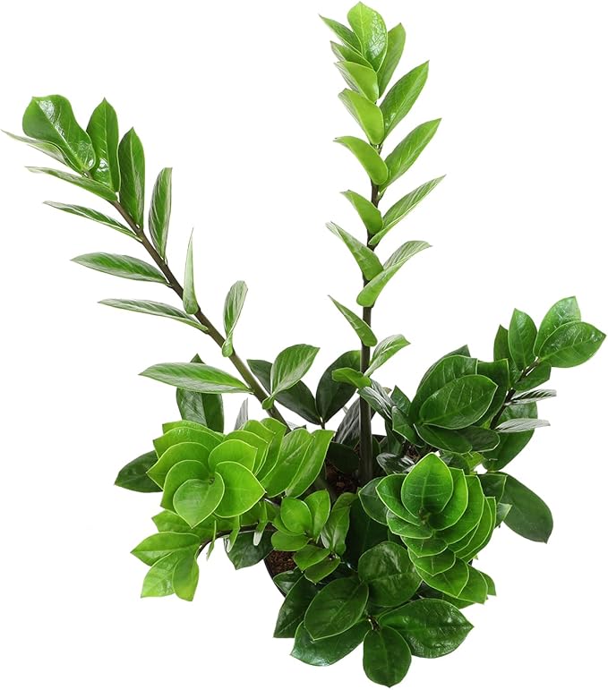 6" ZZ Plant Zamioculcas Zamiifolia, ZZ Plants Live House Plants Indoors Live House Plants Indoors, Indoor Plants Live, Real Live Plants Indoor Plants Live Houseplants Live Indoor by Plants for Pets