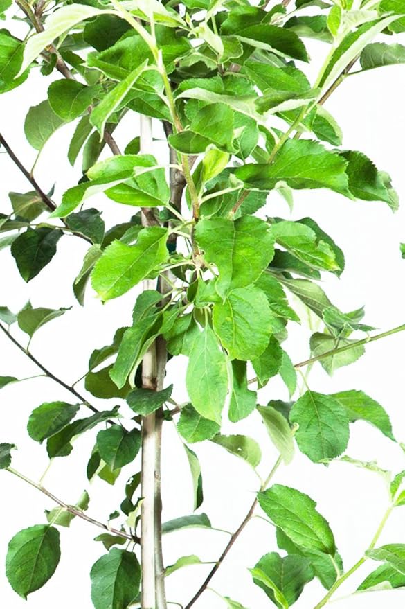 Anna Apple Tree - Size: 5-6 ft, Live Plant, Includes Special Blend Fertilizer & Planting Guide