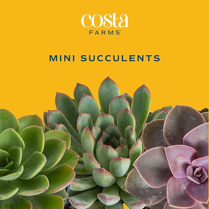Costa Farms Live Succulent Plants (12-Pack), Mini Succulent Assortment Potted in Nursery Plant Pots, Grower's Choice Indoor Houseplants, Bulk Gift for Baby Shower, Wedding, Party, 2-Inches Tall