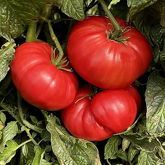Watermelon Beefsteak Tomato Seeds - Large Tomato - Delicious Tomato for Home Growing