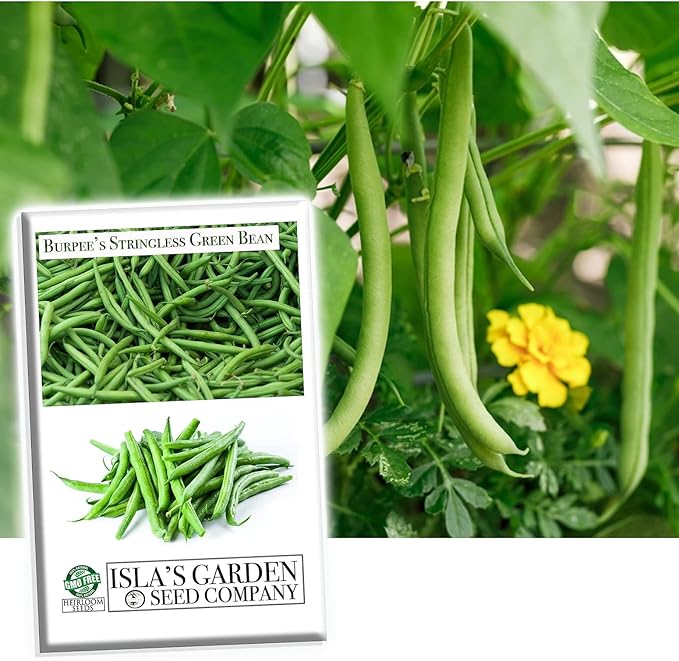 Burpee Stringless Green Bean Seeds for Planting, 50+ Heirloom Seeds Per Packet, (Isla's Garden Seeds), Non GMO Seeds, Botanical Name: Phaseolus vulgaris, 85% Germination Rates, Great Home Garden Gift