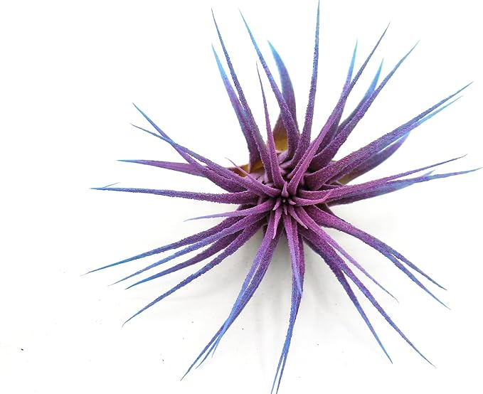 Dyed Tillandsia Ionantha Guatemala Enhanced Colored Colorful Air Plant Live Easy Care Indoor Outdoor Home Decor Gift Airplant by Awesome Industries Live Arrival Guaranteed (Twilight)