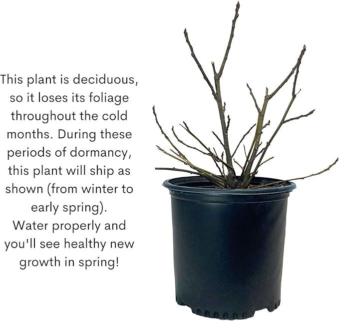 2.25 Gallon Fig Black Mission Fig Shrub