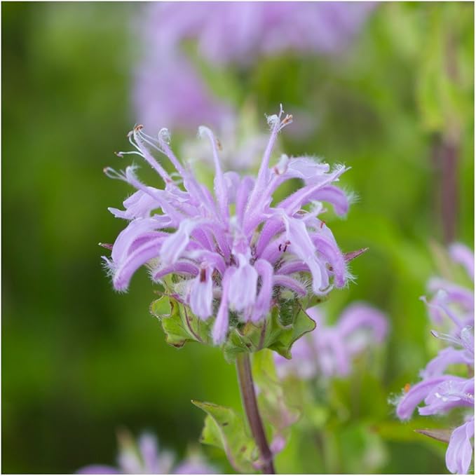 Seed Needs, Edible Wildflower Seed Packet Collection (7 Varieties of Flower Seed for Planting) Non-GMO & Untreated - Includes Viola, Pansies, Chives, Borage, Calendula, Nasturtium and Bee Balm