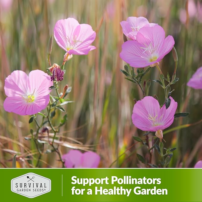 Showy Evening Primrose Seed for Planting - 2 Packets with Instructions to Plant and Grow Pinkladies in Your Home Flower Garden - Non-GMO Heirloom Variety - Survival Garden Seeds - Mexican Primrose