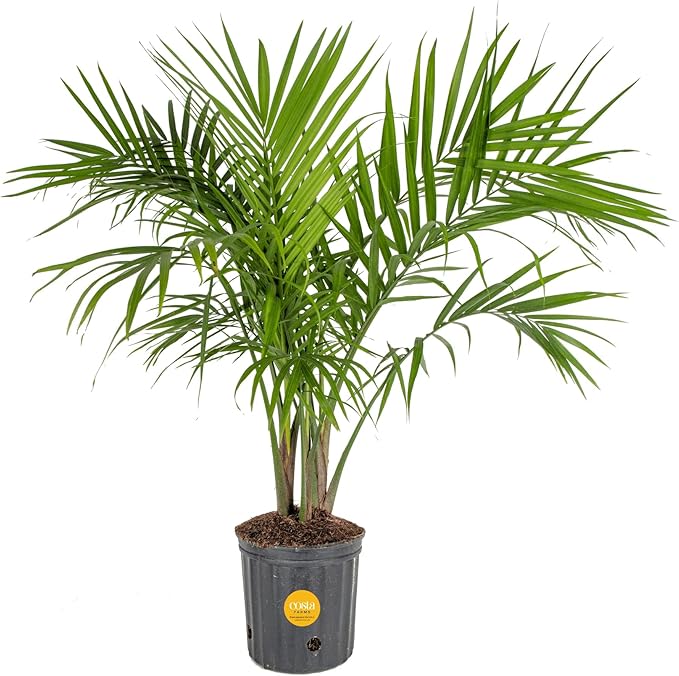 Costa Farms Majesty Palm Tree, Live Indoor Plant Potted in Grower Pot, Tropical Houseplant in Potting Soil, Patio Home Decor or Room Decor, Housewarming, 3-4 Feet Tall