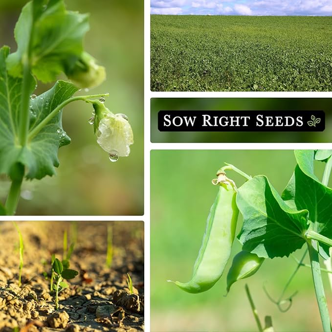 Sow Right Seeds - Austrian Winter Peas for Planting - Cover Crops to Plant in Your Home Vegetable Garden - Enriches and Fixes Soil - Adds Organic Matter - Non-GMO Heirloom Seeds - Great Gardening Gift