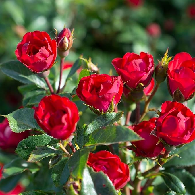 2 Quart Knock Out Rose Petite Shrub