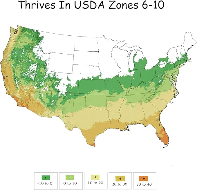 2 Gal. Obsession Nandina Shrub