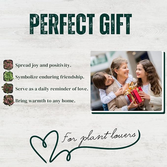 Polka Dot Plant Collection (4-Pack) - House Plants Indoors Live, Air Purifying Live Indoor House Plants, (Red, White, Rose, and Pink) Indoor Plants Live houseplants.