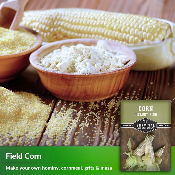 Hickory King Corn Seed for Planting - 2 Packets with Instructions to Plant and Grow White Field or Dent Corn in Your Home Vegetable Garden - Non-GMO Heirloom Variety - Survival Garden Seeds