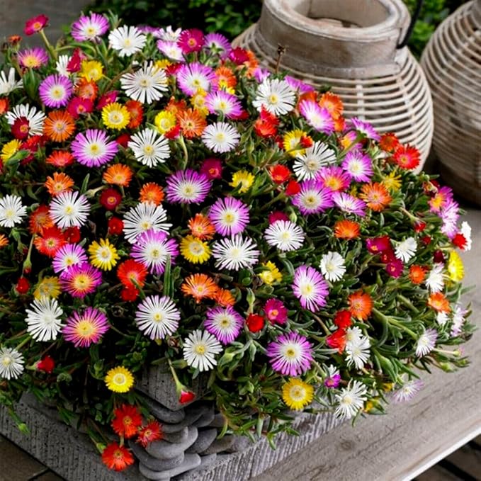 Livingstone Daisy Ice Plant Seeds Packet Grow Mixed Color Flowers 100 Seeds