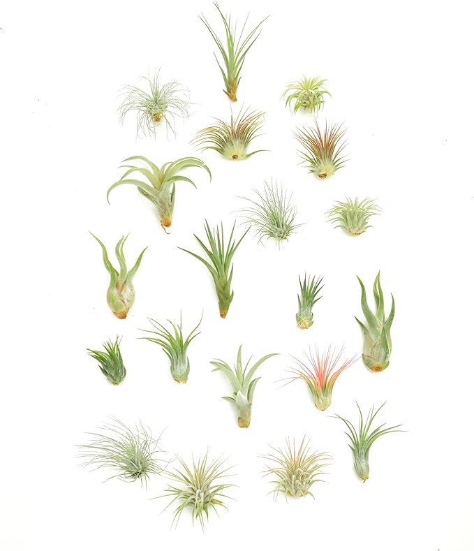 Shop Succulents | Assorted Collection | Variety of Species, Tropical House Plant for Home Décor, DIY Terrariums, 20-Pack