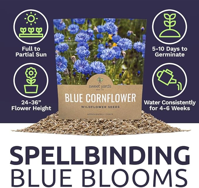 Blue Cornflower Seeds – Bachelor Buttons – Extra Large Packet – Over 5,000 Open Pollinated Non-GMO Wildflower Seeds – Centaurea cyanus