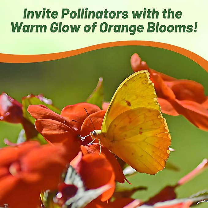 Outsidepride 50 Seeds Orange Impatiens Garden Flower Seeds for Planting