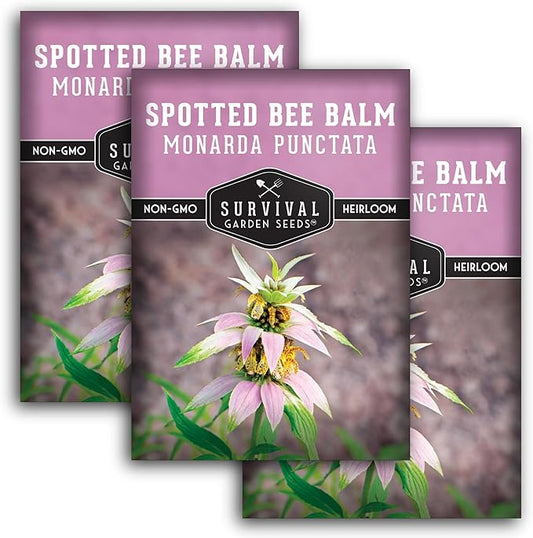 Survival Garden Seeds - Spotted Bee Balm Seed for Planting - 3 Packs with Instructions to Plant & Grow Monarda Punctata Your Home Herb Garden - Dotted Mint Wildflower Non-GMO Heirloom Variety