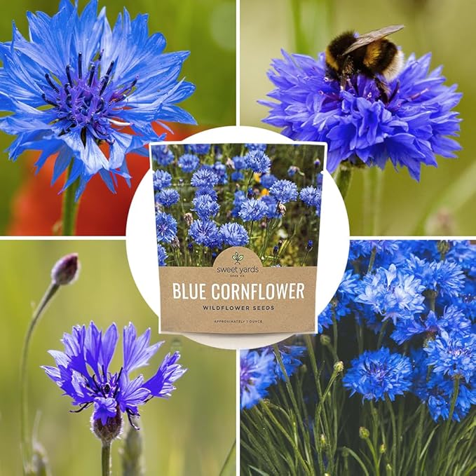 Blue Cornflower Seeds – Bachelor Buttons – Extra Large Packet – Over 5,000 Open Pollinated Non-GMO Wildflower Seeds – Centaurea cyanus