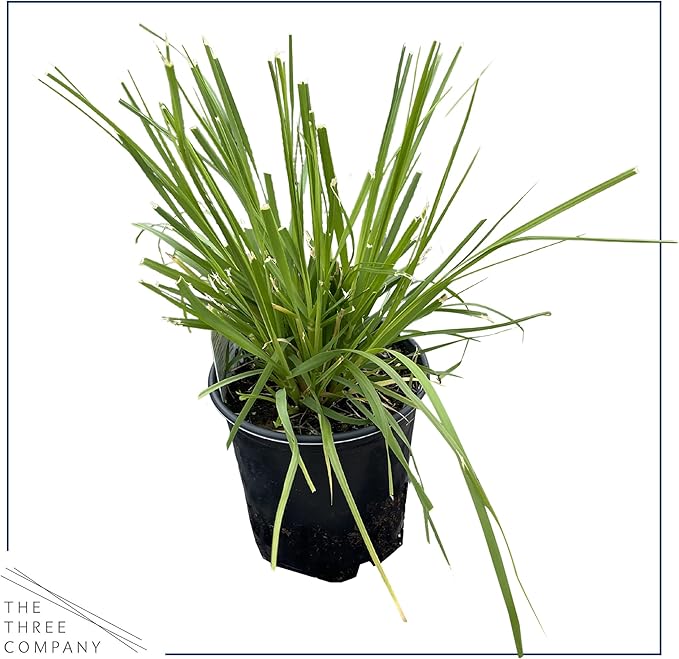 Live Perennial Pampas Grass - Assorted White and Pink (2 Per Pack), Showy Accent Plant, 12" Tall by 6" Wide in 1.5 Quart Pot