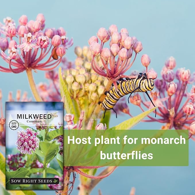 Sow Right Seeds - Common Milkweed Seeds for Planting - Attract Monarch Butterflies to Your Garden - Non-GMO Heirloom Seed Packet with Full Instructions to Plant - Perennial Plant for Pollinators (3)
