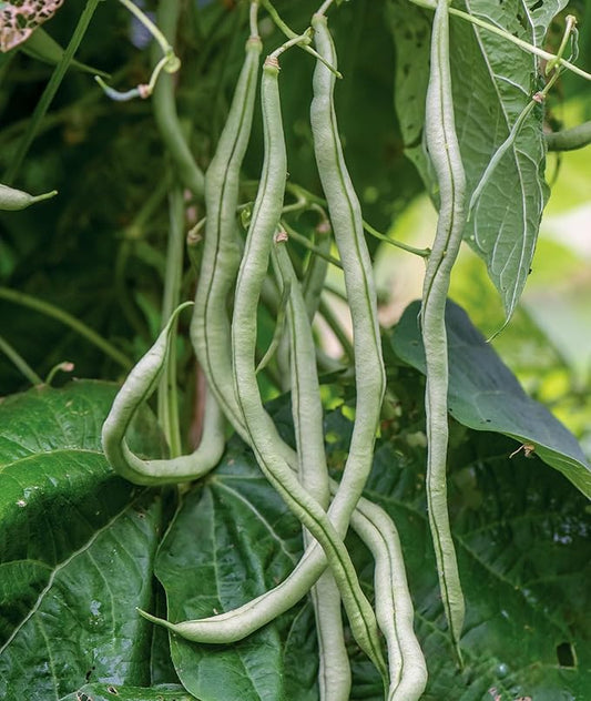Burpee Fortex Pole Bean Seeds 2 ounces of seed