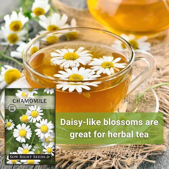 Sow Right Seeds - Roman Chamomile Seeds for Planting - Non-GMO Heirloom Packet with Instructions to Grow an Herbal Tea Garden - Indoors or Outdoor - Low Growing with Small Daisy-Like Blooms (2)