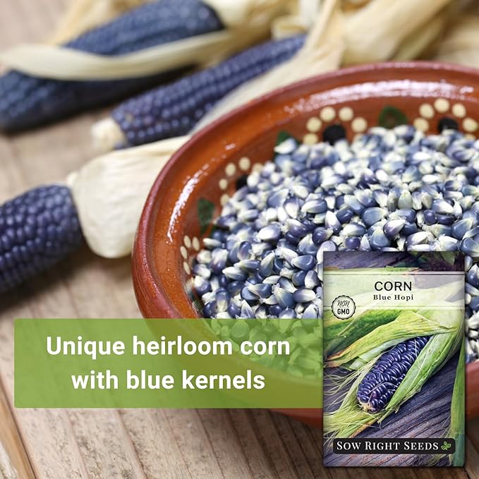 Sow Right Seeds - Blue Hopi Corn Seed for Planting - Non-GMO Heirloom Packet with Instructions to Plant and Grow an Outdoor Home Vegetable Garden - Great for Blue Corn Flour Cooking (2)