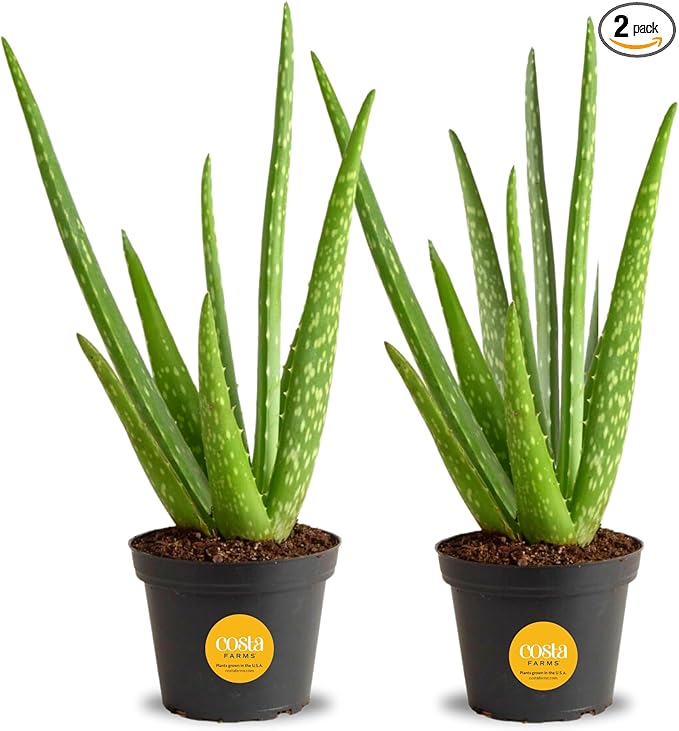 Costa Farms Aloe Vera (2 Pack), Live Succulent Plants, Easy to Grow Indoor Houseplants in Plant Pot, Air Purifiers in Potting Soil, Room, Home, and Office Décor, Housewarming Gift, 12-Inches Tall