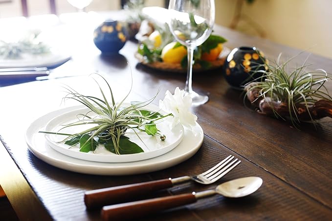 Shop Succulents | Assorted Collection for Home Décor, DIY Terrariums Variety of Species, Tropical House Plant, 30-Pack, Mix