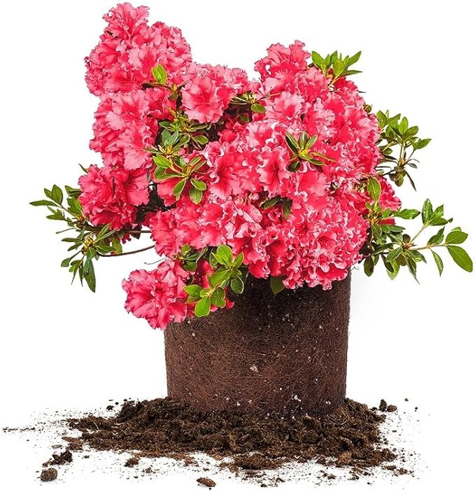 Perfect Plants Red Ruffles Azalea Live Plant, 1 gallon, Includes Care Guide