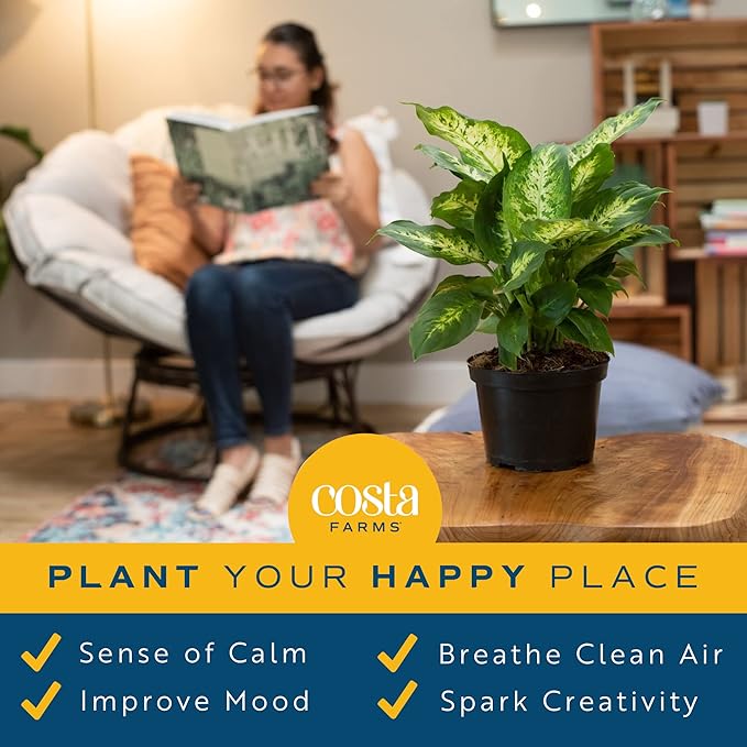 Costa Farms Dieffenbachia Live Indoor Plant, Easy to Grow Houseplant, Potted in Indoors Garden Nursery Plant Pot, Potting Soil Mix, Grower's Choice, Home and Office Plants Decor, 1 Foot Tall