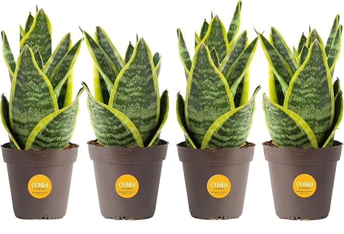 Costa Farms Snake Plant (4-Pack), Live Indoor and Outdoor Sansevieria Plants, Easy Care Live Succulent Houseplants Potted in Nursery Pots, Potting Soil, Porch, Office and Home Decor, 8-Inches Tall