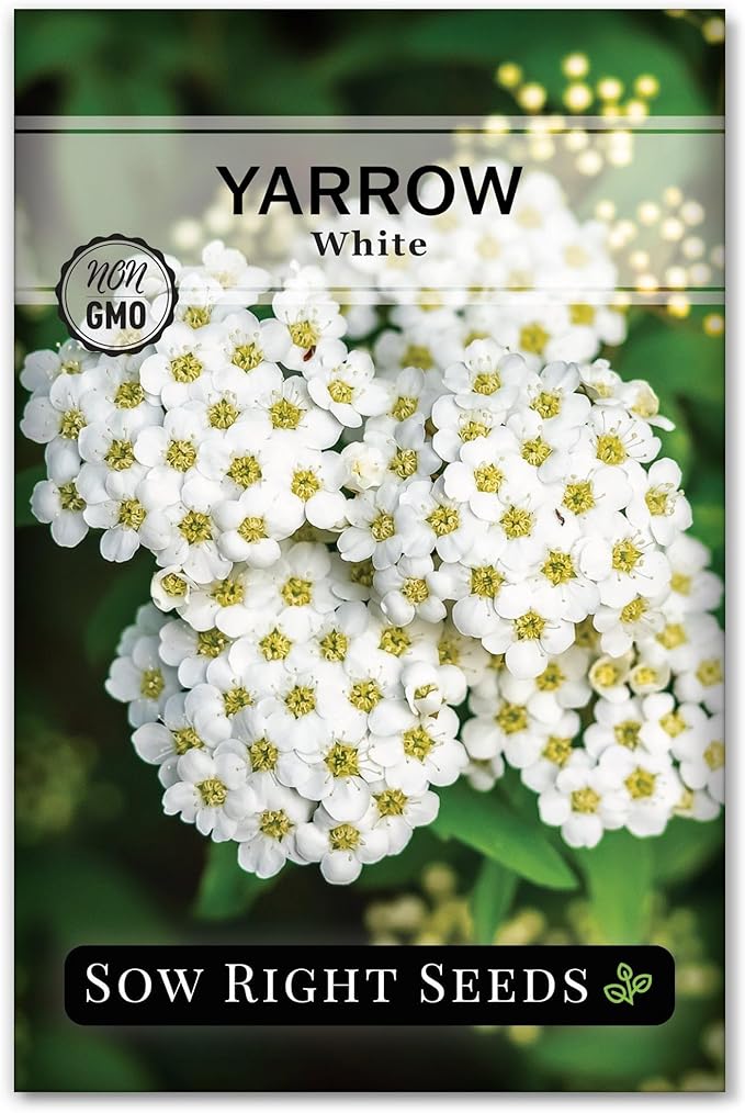 Sow Right Seeds - Common White Yarrow Seeds for Planting - Non-GMO Heirloom Packet with Instructions to Grow an Outdoor Flower Garden - Medicinal Herb & Native Wildflower - Perennial Achillea (1)