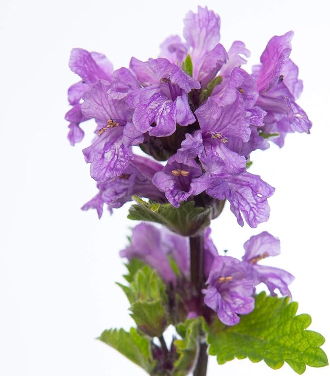 Outsidepride 100 Seeds Perennial Stachys Macrantha Lamb's Ear Flower Seeds for Planting