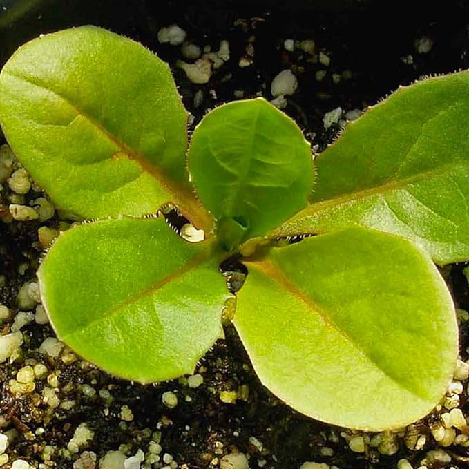 Seed Needs, Chicory Seeds - 500 Heirloom Seeds for Planting Cichorium intybus - Non-GMO & Untreated, Italian Dandelion (1 Pack)