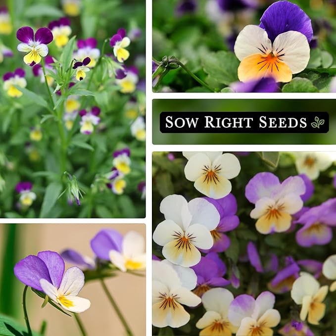 Sow Right Seeds - Violet, Johnny Jump-Up Flower Seed for Planting - Beautiful Flowers to Plant in Your Garden - Non-GMO Heirloom Seeds - Perfect for Spring Containers - Attract Pollinators (2)