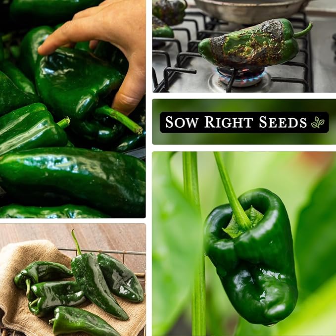 Sow Right Seeds - Poblano Pepper Seeds for Planting - Non-GMO Heirloom Packet with Instructions to Plant a Home Vegetable Garden - Hot Ancho Chile Variety to Grow, Spicy and Abundant (2)