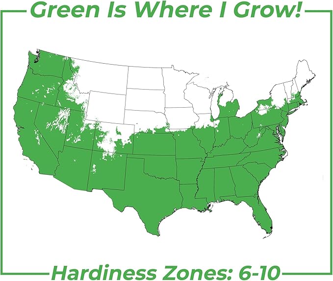 Perfect Plants Little Gem Magnolia 1-2ft Tall in Grower's Pot | Massive Fragrant Late Spring Blooms | Low Maintenance Southern Evergreen