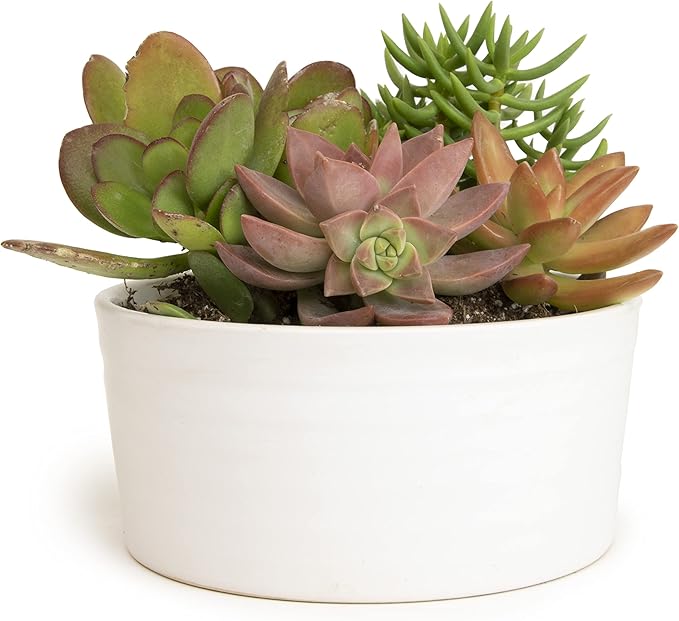 Succulents Plants Live in Garden Succulent Planters, Live Succulent Plants Live Plants in White Planter, Live Succulents Unique Gardening Gifts for Plant Lovers, Succulent Gifts by Plants for Pets