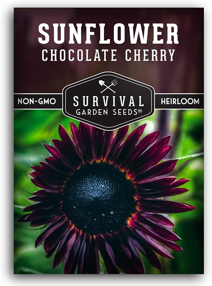 Survival Garden Seeds Chocolate Cherry Sunflower Seed for Planting - Pack with Instructions to Plant & Grow Burgundy Sunflowers in Your Vegetable & Flower Garden - Easy-to-Grow Heirloom Variety (1)
