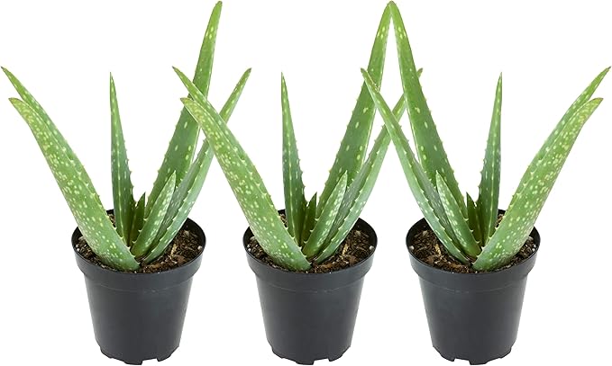 Aloe Vera Plant Live Succulent Plants (3 Pack), Live Aloe Vera Plant Succulents, Live Aloe Plant in Aloe Plant Pot, Aloe Plants Live Indoor Plants, Succulents Live House Plants by Plants for Pets