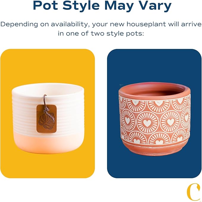 Costa Farms Golden Pothos Live Plant, Easy to Grow Vining Live Indoor Houseplant in Décor Planter, Real Housewarming Plant Gift, Home or Room Decor, 8-Inches Tall