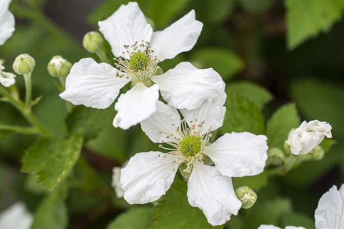 Thornless Edible-Rubus, 2-Size Container, BlackBerry-Baby Cakes