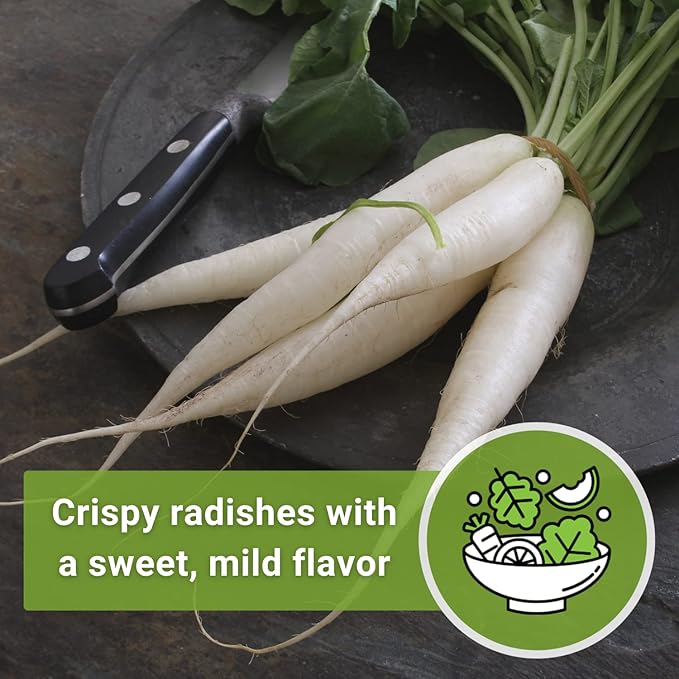 Sow Right Seeds - Japanese Minowase Daikon Radish Seeds for Planting - Non-GMO Heirloom Packet with Instructions to Plant a Home Vegetable Garden - Spring or Fall Planting Outdoors - Long White (3)